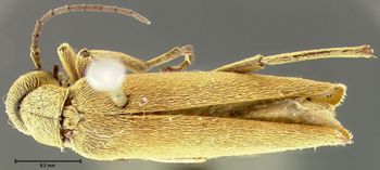 Media type: image;   Entomology 26061 Aspect: habitus dorsal view